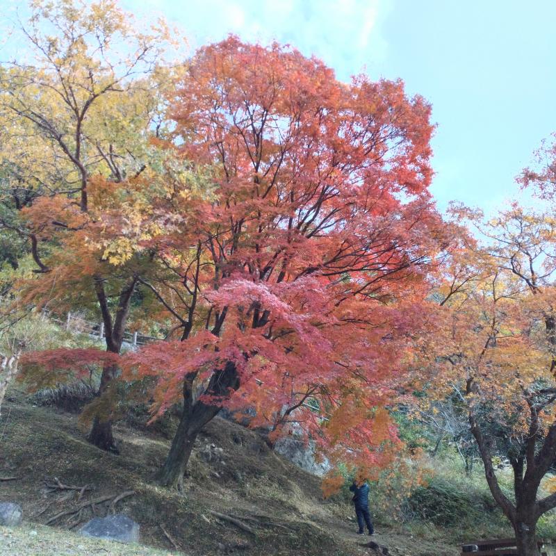 紅葉が見頃♪♪　展望台巡りハイキングin生駒山