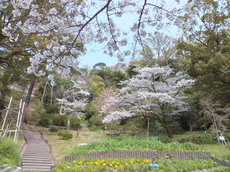2024年・春休み☆大桜を求めてぼくらの広場へ♪ in 生駒山