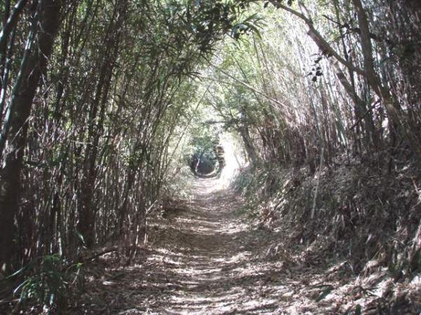 不思議な木立のトンネル