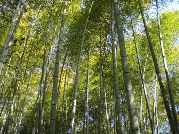 松尾山の竹林