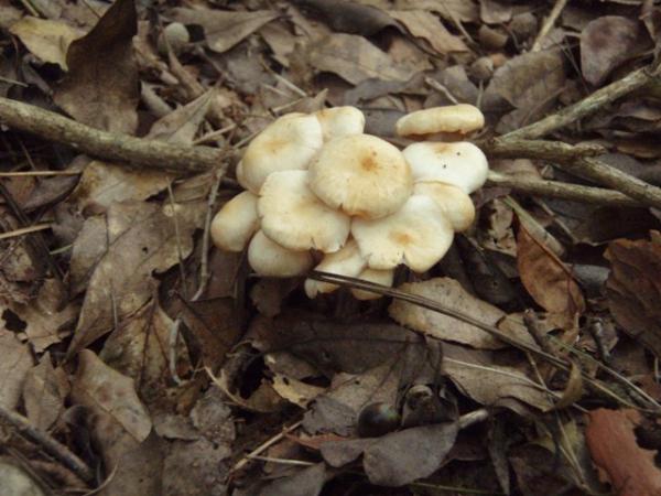 キノコがいっぱい