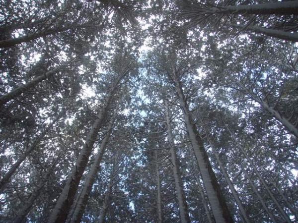 きらきら輝く雪の空