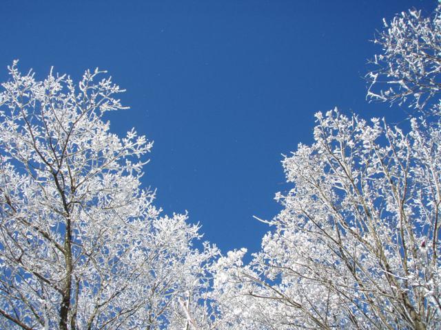 青空には白い雪が冴えます
