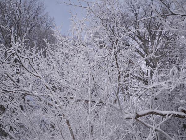 降雪と強風で綺麗な樹氷がありました