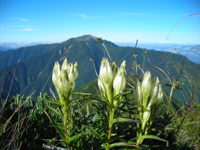 花のように可憐？な仙丈ケ岳を望む。さすが女王といった感じ。