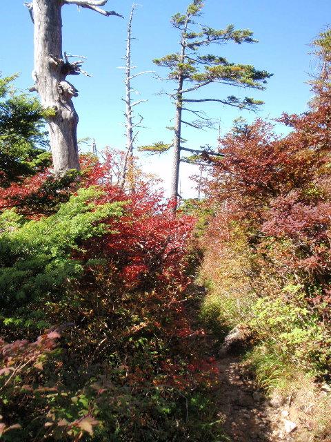 紅葉はじまってます