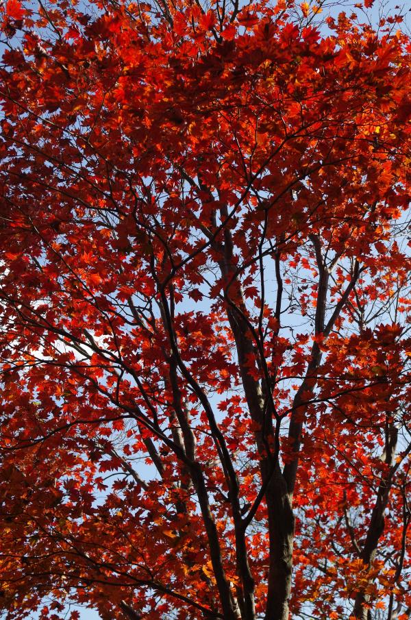 紅葉真っ盛り