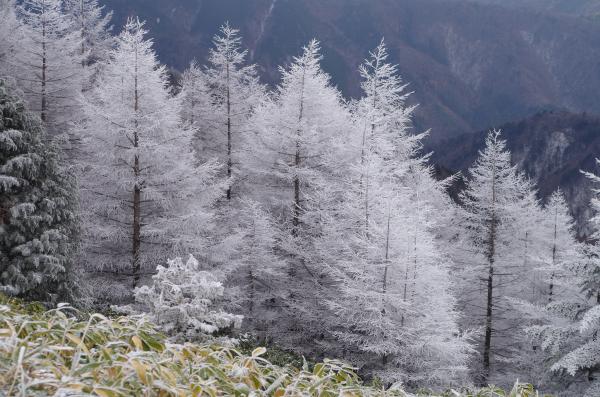 樹氷が綺麗