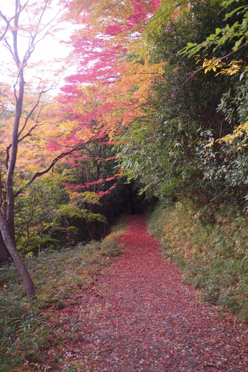 紅葉と古道