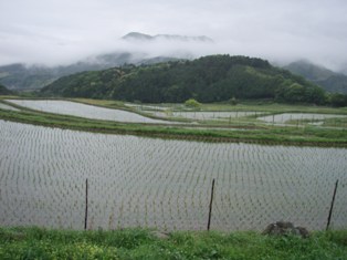日本棚田百選にもなっている坂本集落の棚田