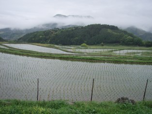 日本棚田百選にもなっている坂本集落の棚田