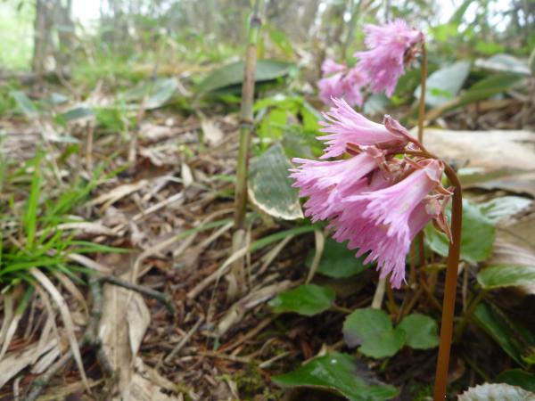 イワカガミが咲いていました。
