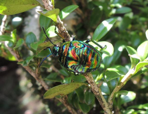 準絶滅危惧種ニシキキンカメムシの幼齢