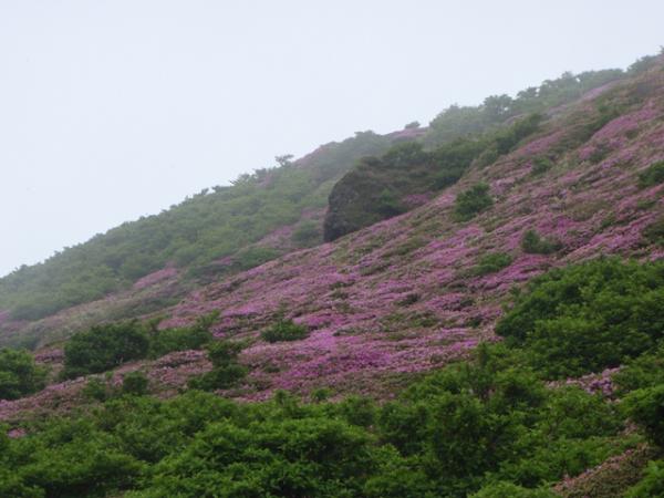 三俣山のミヤマキリシマを楽しみにに出発。