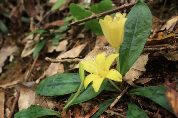 ホトトギスの仲間。登山道に行くまでにたくさん咲いていました。きれいです。