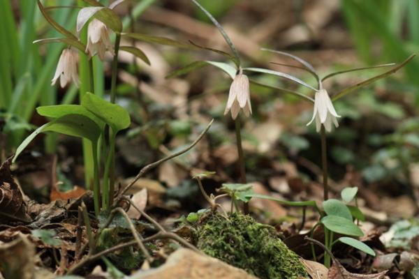 早春。花は芽吹きだしているでしょうか。