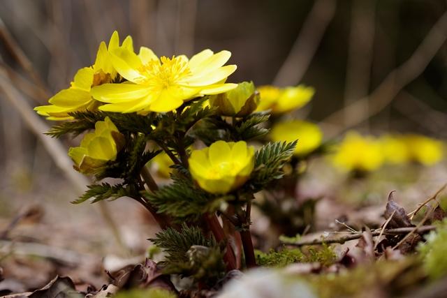フクジュソウに会いに！
