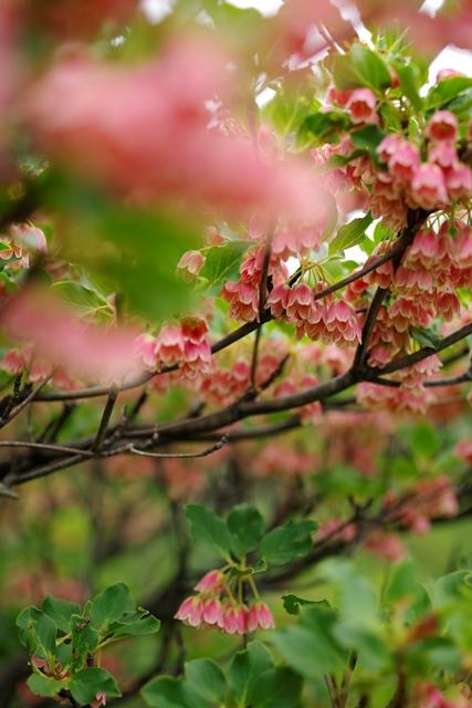花三昧のくじゅう三俣山へ。