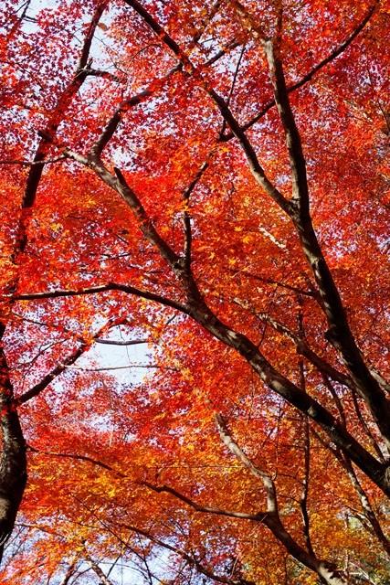 みどりのシャワーロード。今はきっと紅葉のシャワーロードかなと行ってみました。