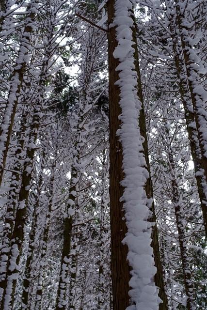 樹林帯に付いた雪がとてもきれい。
