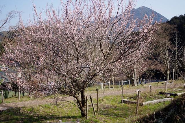道の駅の先の梅の花は満開です。
