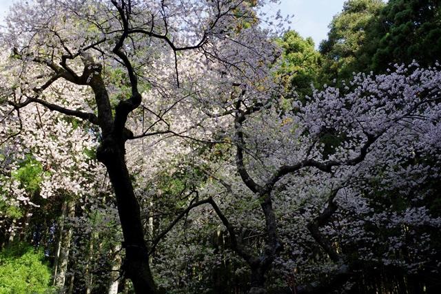 福智山山系の虎尾桜を見に行こう！