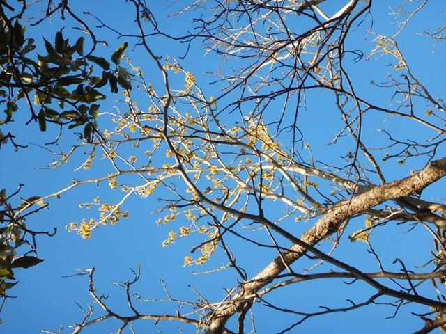 マンサクが咲く脊振山系へ。