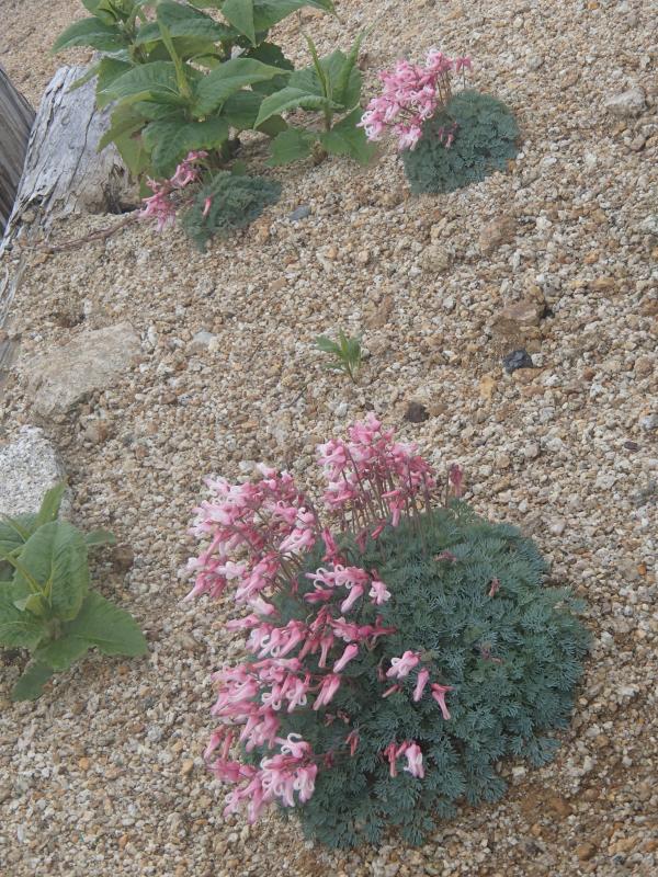 高山植物の女王、コマクサ。