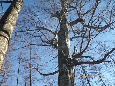牛の寝通りは大樹の宝庫