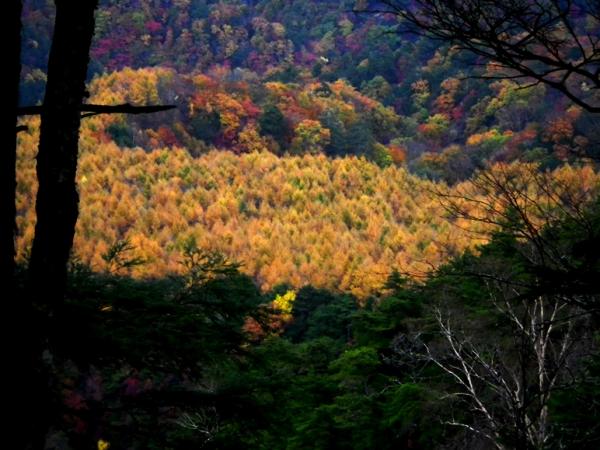 尾白川渓谷紅葉は見頃です