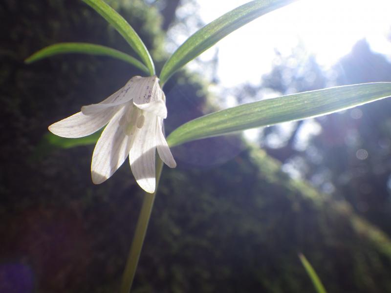 本日の目的　ホソバナコバイモ
