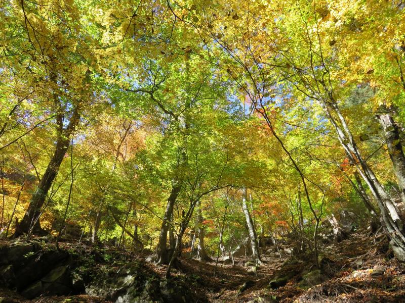 見上げる度に鮮やかな色たちが目に飛び込んでくる