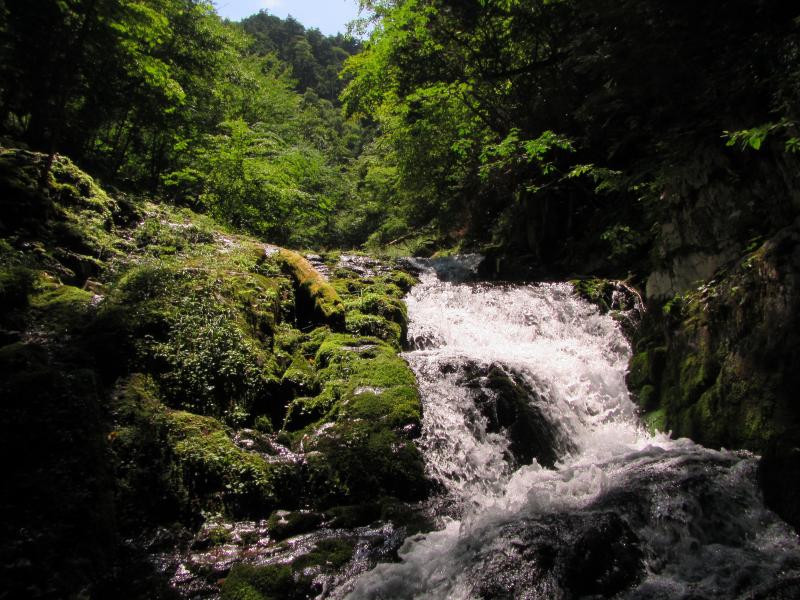 古礼沢は原生林のなかを爽快に流れるとても美しい渓です