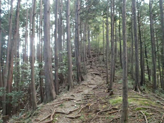 木の根も多い登山道でした。