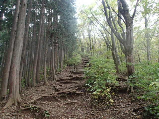 稜線に出るための最後の急登。丸木の階段が不規則で滑りやすい。