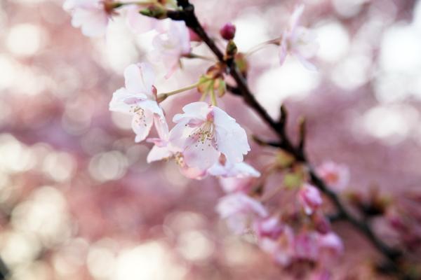河津桜、満開です！