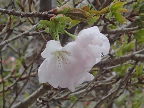 後川（しつかわ）・篭坊温泉付近は、まだ桜が見ごろでした。(^^)