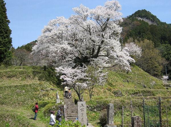 宇陀市仏隆寺の千年桜