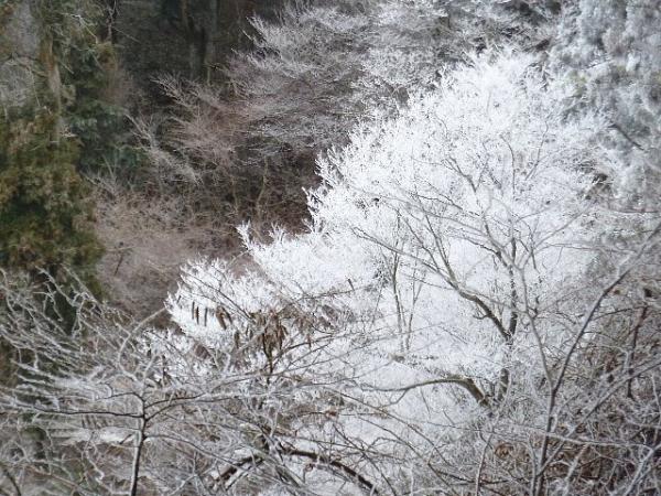 雪はありませんでしたが、樹氷を見ることができました。