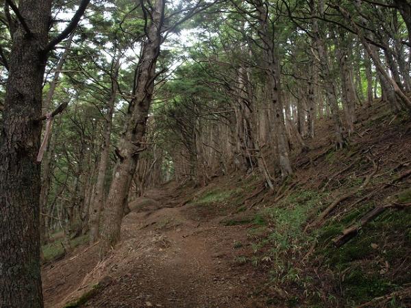 初日は樹林帯の中をてくてく歩きます。