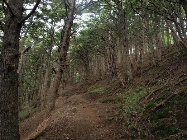 初日は樹林帯の中をてくてく歩きます。