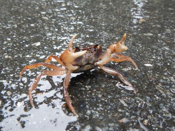 雨なので・・・