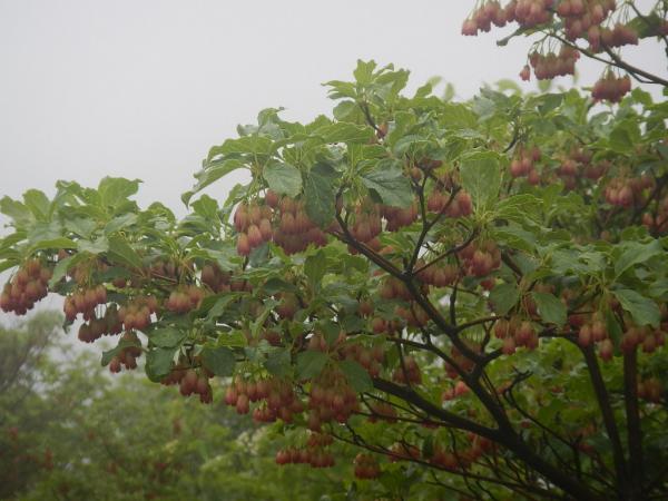 お目当てのサラサドウダン。今年は少ない！