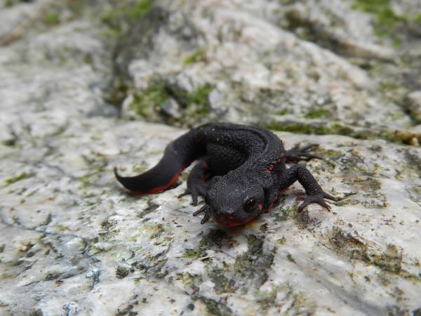 元越谷にはイモリがいっぱい