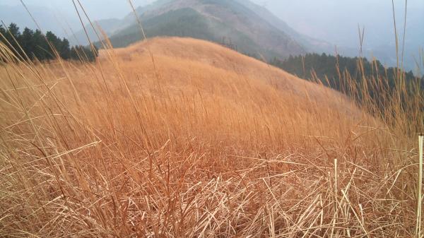 黄金色の山☆