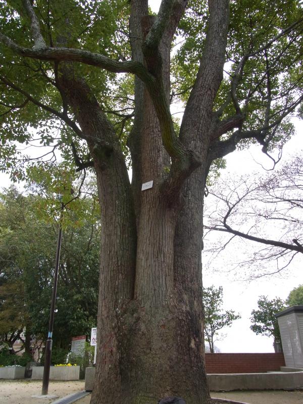 ドドンッ！花山公園のマザーツリー！