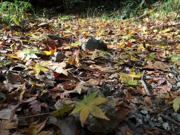 来年も紅葉よろしく♪