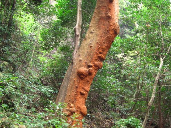樹齢４００年以上の「バクチノキ（博打の木）」　県指定の天然記念物です