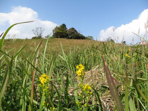 「アキノキリンソウ」が咲く草地の山頂エリア