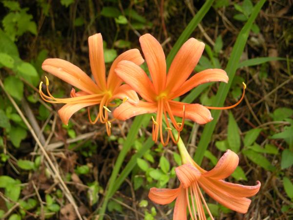 目的のオオキツネノカミソリ